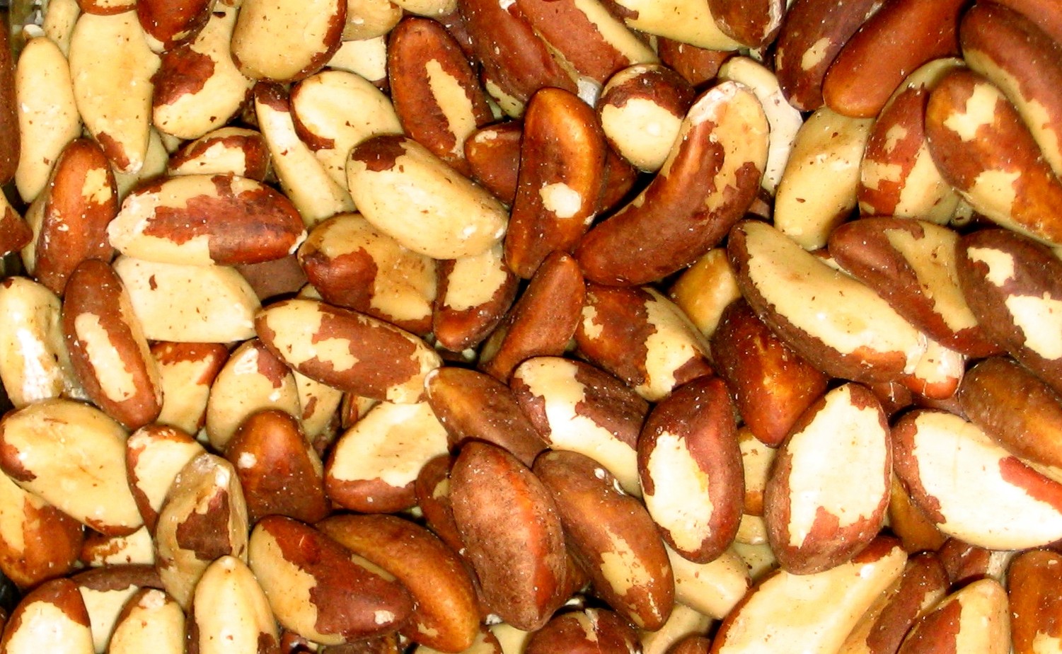 brazil_nuts_wikimedia_quadell